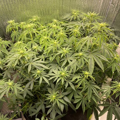 Purple Crash growlog timeline photo