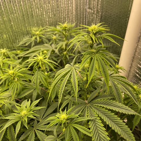 Purple Crash growlog timeline photo