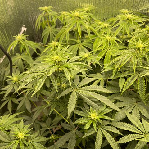Purple Crash growlog timeline photo