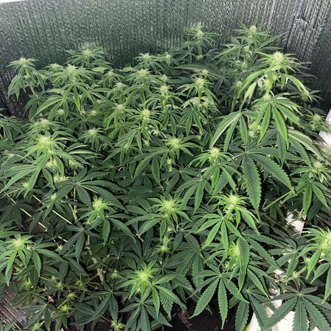 Purple Crash growlog timeline photo