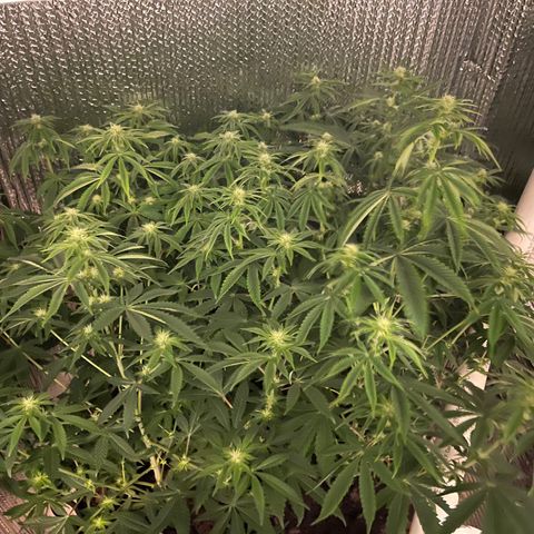 Purple Crash growlog timeline photo