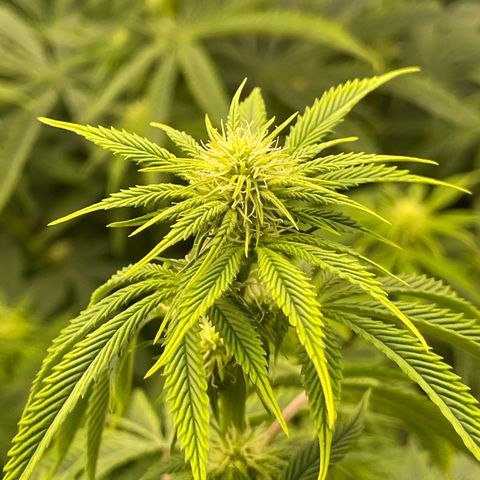 Purple Crash growlog timeline photo
