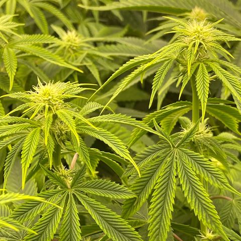 Purple Crash growlog timeline photo