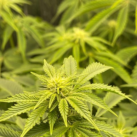 Purple Crash growlog timeline photo