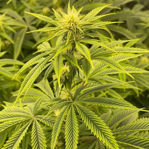 Purple Crash growlog timeline photo