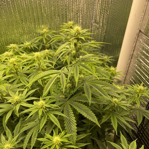 Purple Crash growlog timeline photo