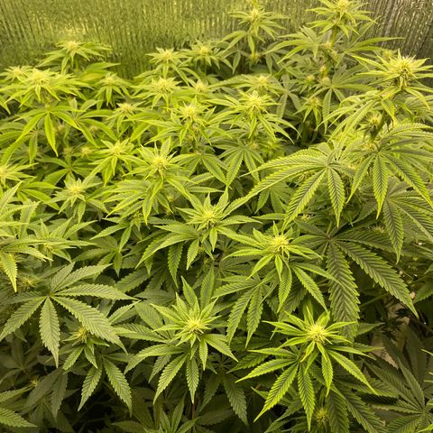 Purple Crash growlog timeline photo