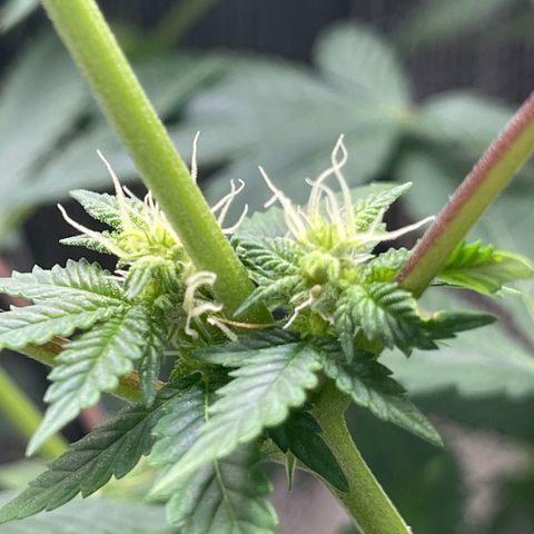 Purple Crash growlog timeline photo