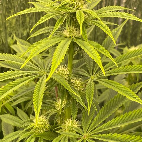 Purple Crash growlog timeline photo