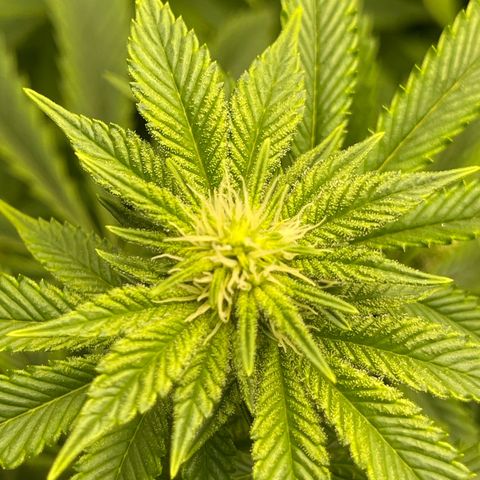 Purple Crash growlog timeline photo