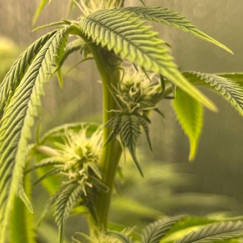 Purple Crash growlog timeline photo