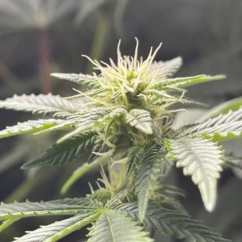 Purple Crash growlog timeline photo