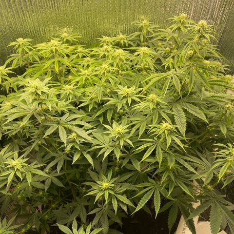 Purple Crash growlog timeline photo