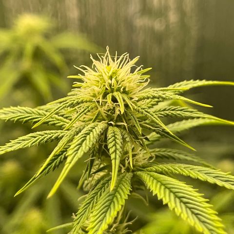 Purple Crash growlog timeline photo