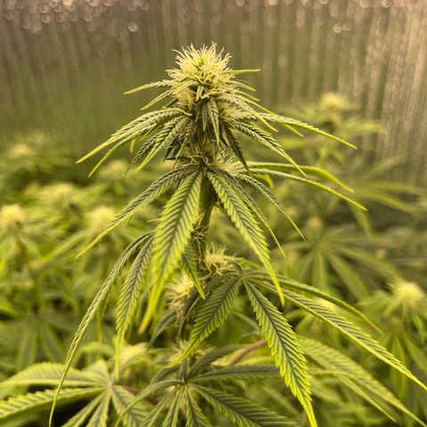 Purple Crash growlog timeline photo