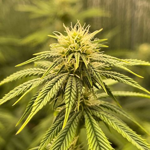 Purple Crash growlog timeline photo