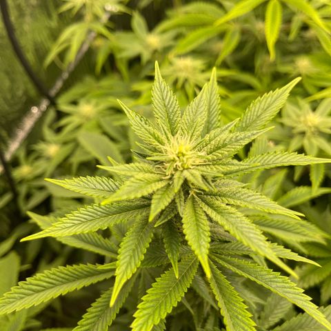Purple Crash growlog timeline photo