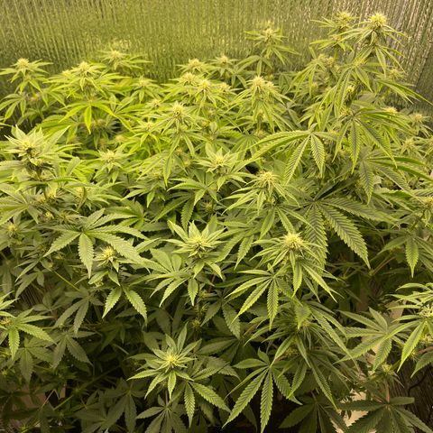 Purple Crash growlog timeline photo