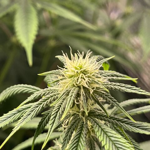 Purple Crash growlog timeline photo