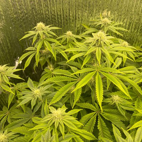 Purple Crash growlog timeline photo