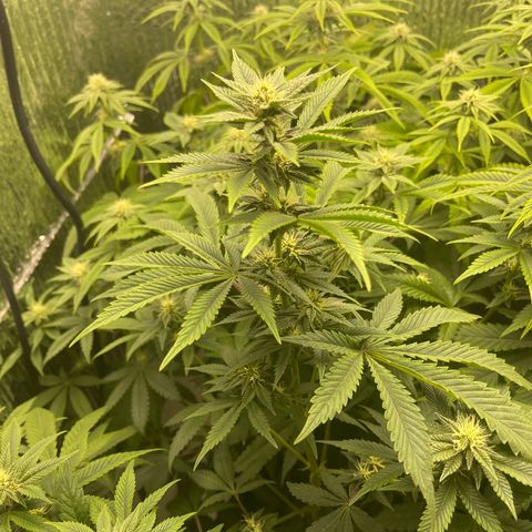 Purple Crash growlog timeline photo