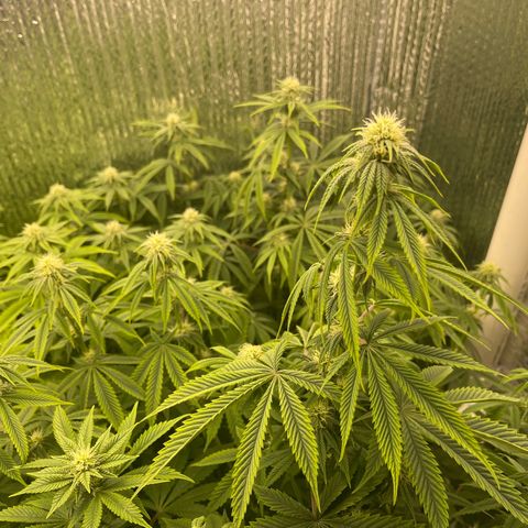 Purple Crash growlog timeline photo