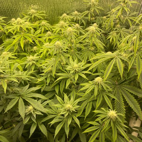 Purple Crash growlog timeline photo