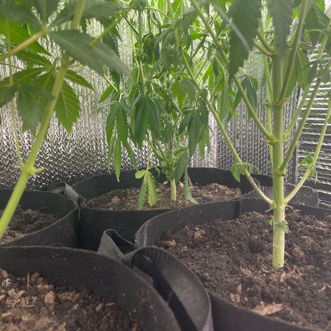 Purple Crash growlog timeline photo