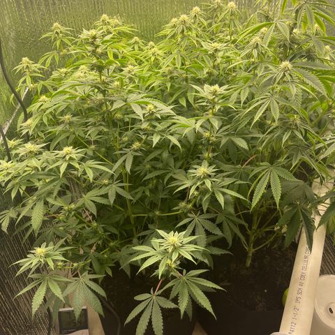 Purple Crash growlog timeline photo