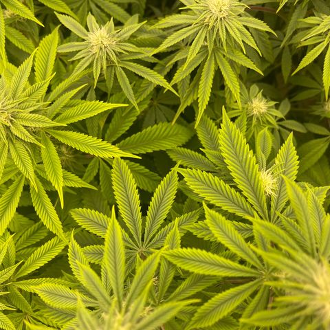Purple Crash growlog timeline photo