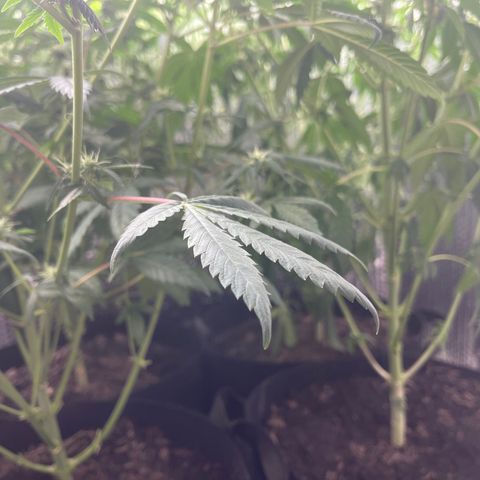 Purple Crash growlog timeline photo