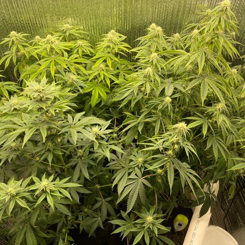 Purple Crash growlog timeline photo