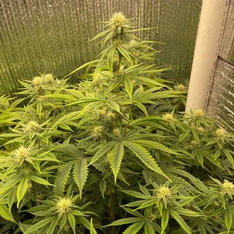 Purple Crash growlog timeline photo