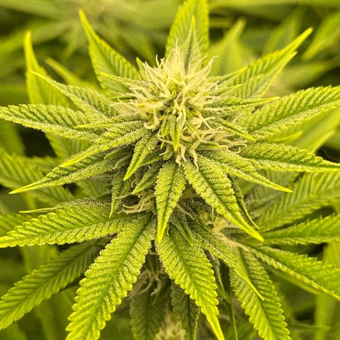 Purple Crash growlog timeline photo