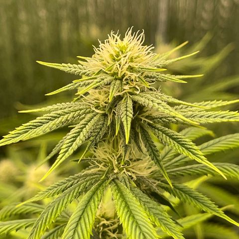 Purple Crash growlog timeline photo