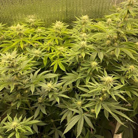 Purple Crash growlog timeline photo