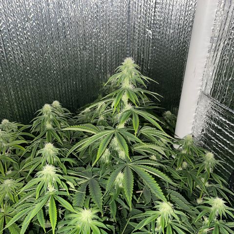 Purple Crash growlog timeline photo