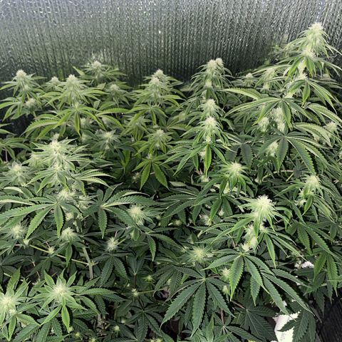 Purple Crash growlog timeline photo