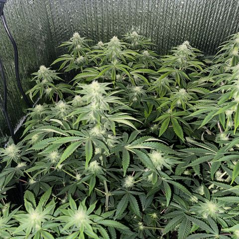 Purple Crash growlog timeline photo