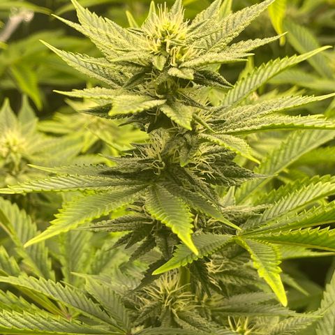 Purple Crash growlog timeline photo