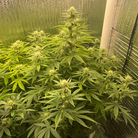 Purple Crash growlog timeline photo