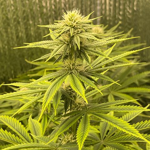 Purple Crash growlog timeline photo