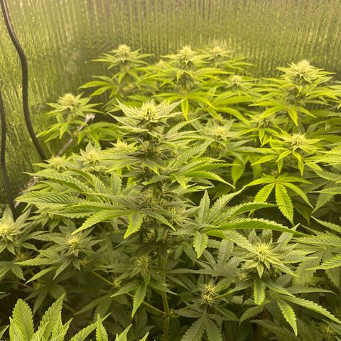 Purple Crash growlog timeline photo