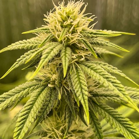 Purple Crash growlog timeline photo