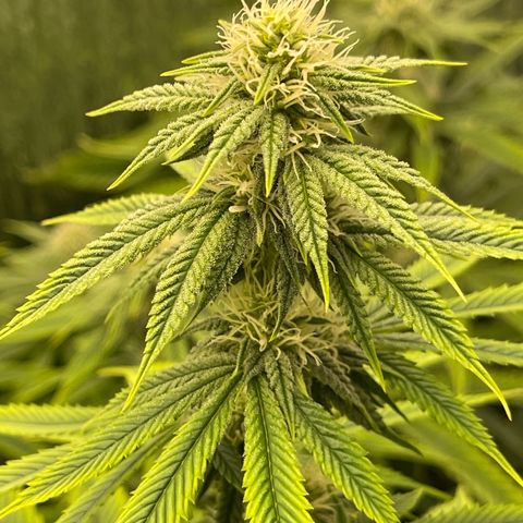 Purple Crash growlog timeline photo