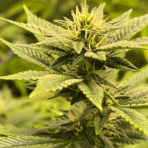 Purple Crash growlog timeline photo