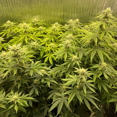 Purple Crash growlog timeline photo
