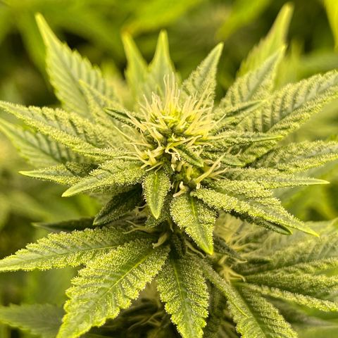 Purple Crash growlog timeline photo
