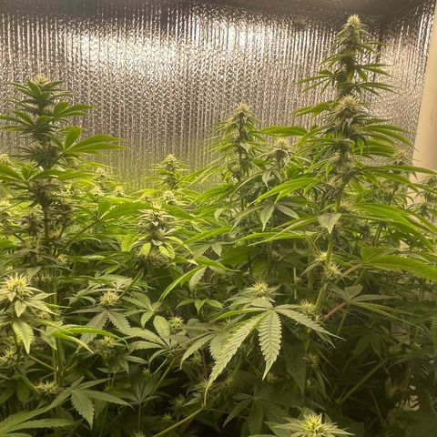 Purple Crash growlog timeline photo