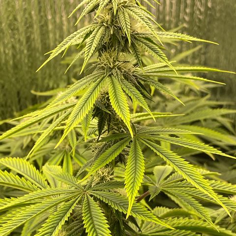 Purple Crash growlog timeline photo